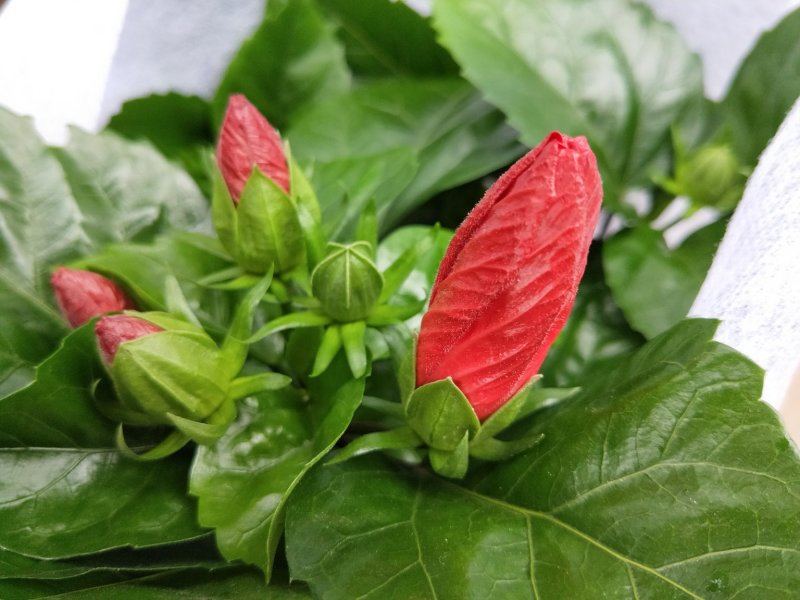 扶桑花丹麦木槿盆花基地直发欢迎实地看货