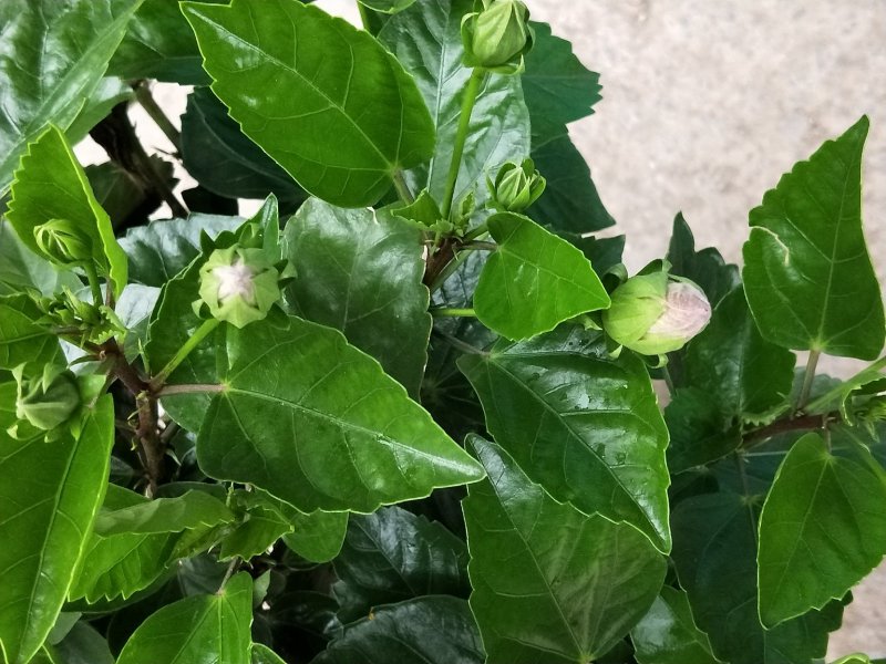 扶桑花丹麦木槿盆花基地直发欢迎实地看货