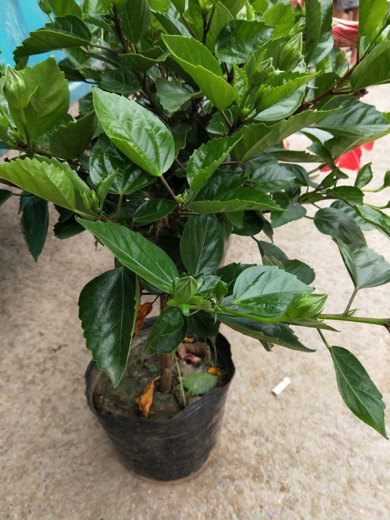 扶桑花丹麦木槿盆花基地直发欢迎实地看货
