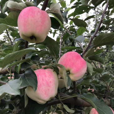 苹果【世界一号早熟苹果】大量现货产地直供口感脆甜