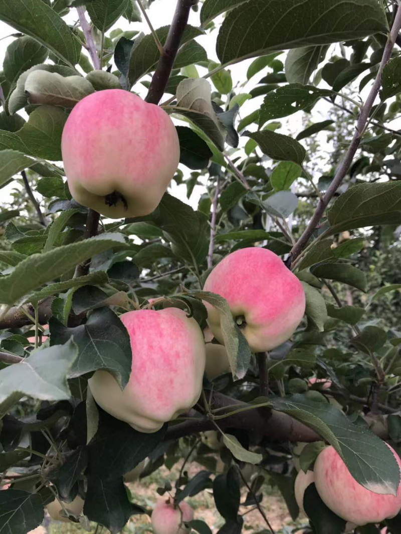 苹果【世界一号早熟苹果】大量现货产地直供口感脆甜