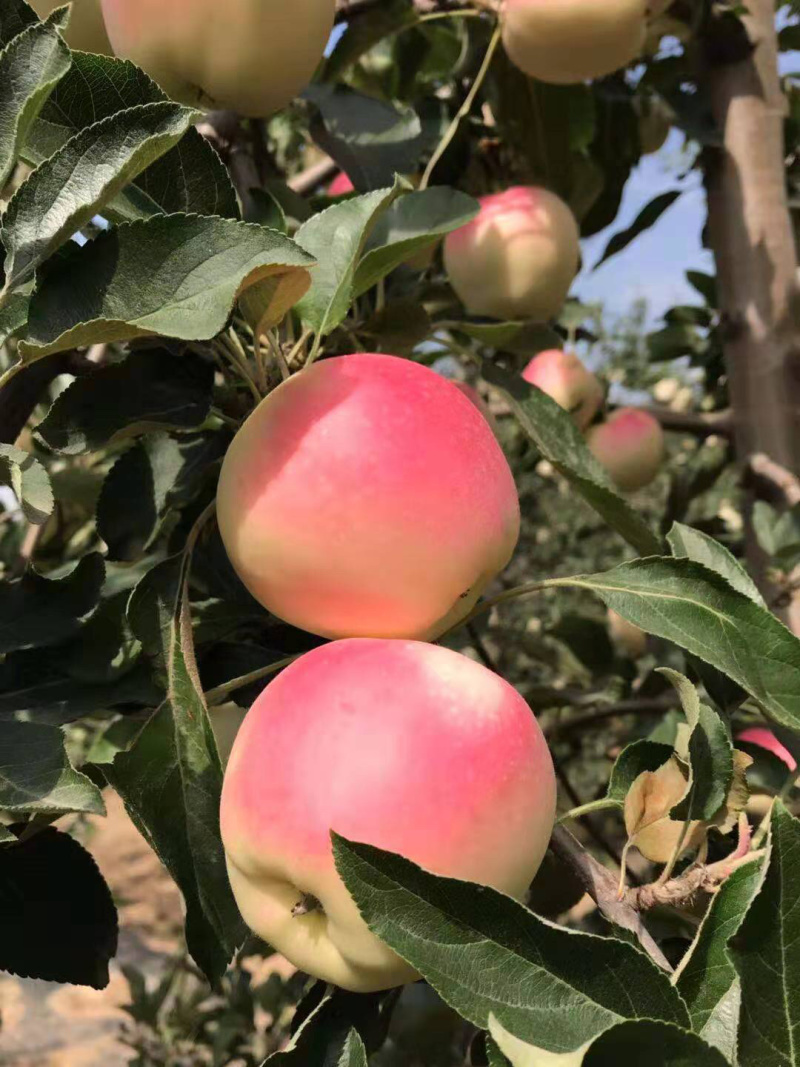 苹果【世界一号早熟苹果】大量现货产地直供口感脆甜