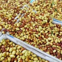 马牙枣