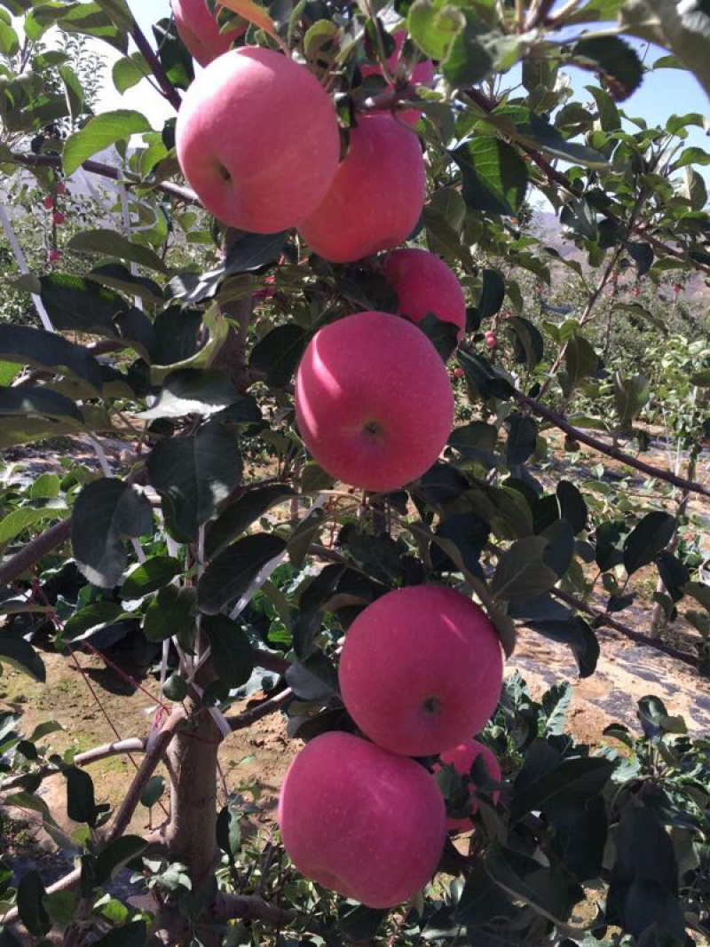 【片红红富士】🍎红富士苹果色泽鲜艳口感脆甜纸袋