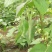 精品四季豆大量上市需要的联系