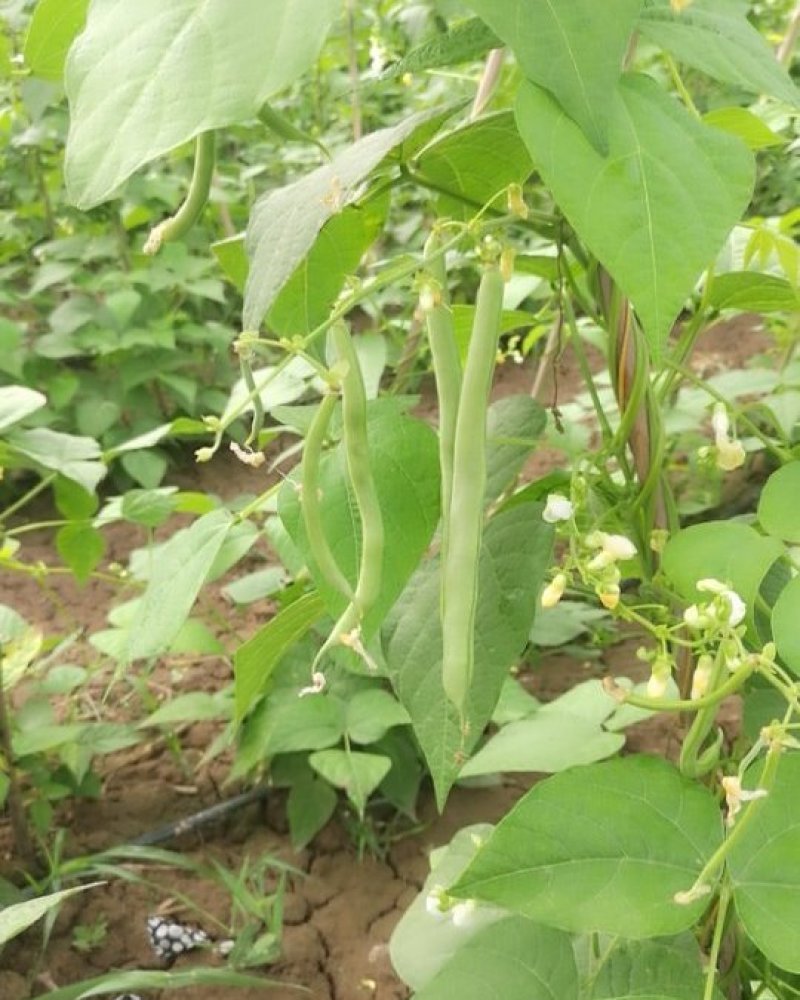精品四季豆大量上市需要的联系