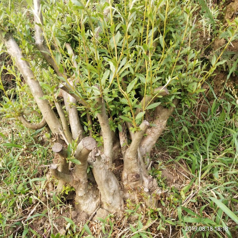 映山红树桩，大小，生熟货都有。