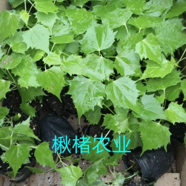 金丝楸树组培苗组培楸树苗营养钵小苗楸树小苗