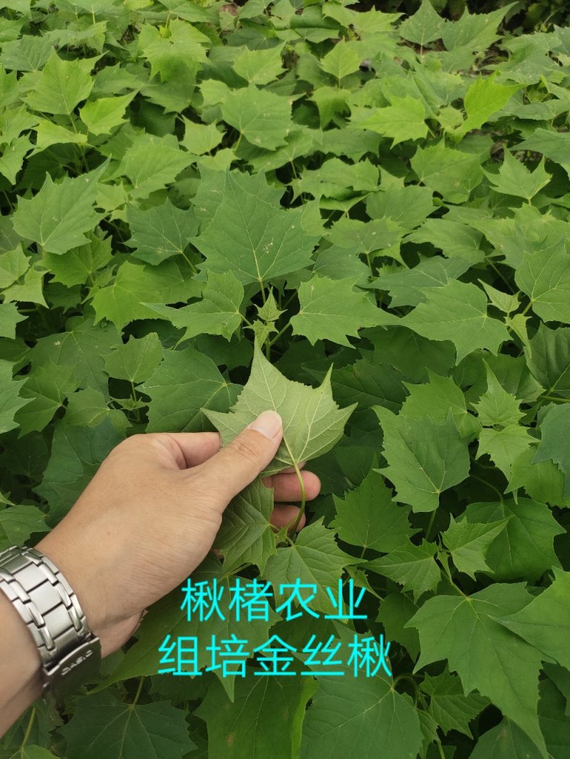 金丝楸树组培苗组培楸树苗营养钵小苗楸树小苗