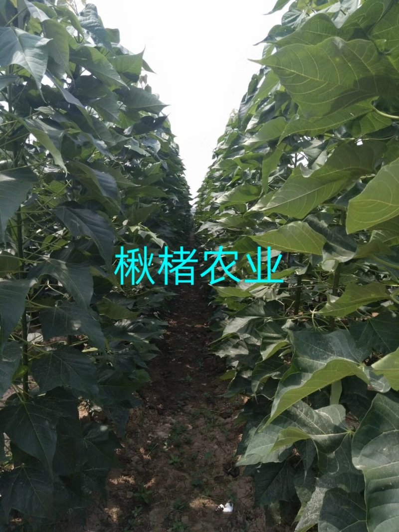 金丝楸树组培苗组培楸树苗营养钵小苗楸树小苗