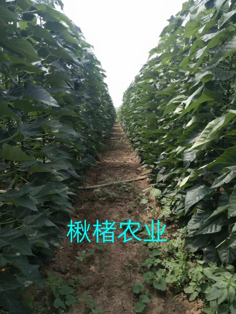 金丝楸树组培苗组培楸树苗营养钵小苗楸树小苗