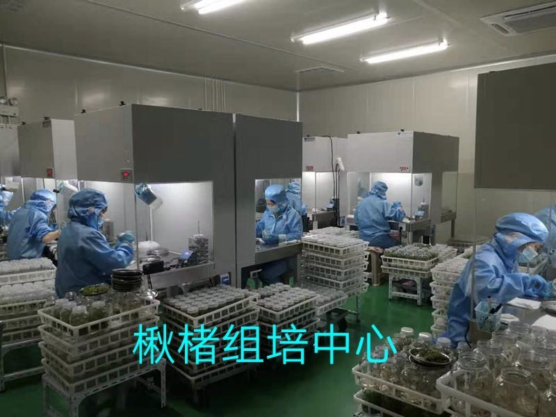金丝楸树组培苗组培楸树苗营养钵小苗楸树小苗