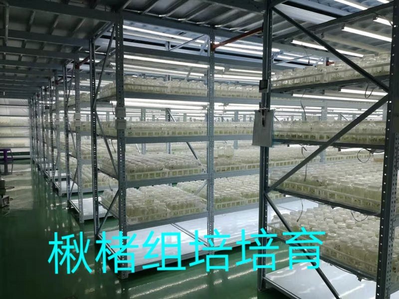 金丝楸树组培苗组培楸树苗营养钵小苗楸树小苗