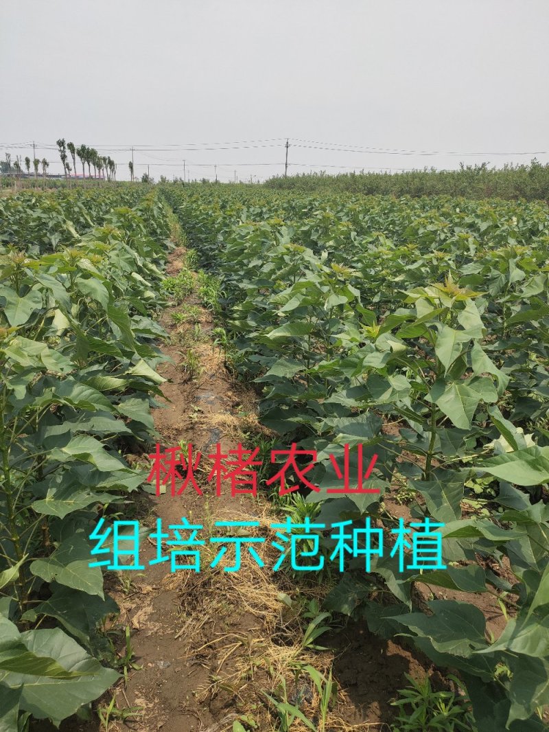 金丝楸树组培苗组培楸树苗营养钵小苗楸树小苗