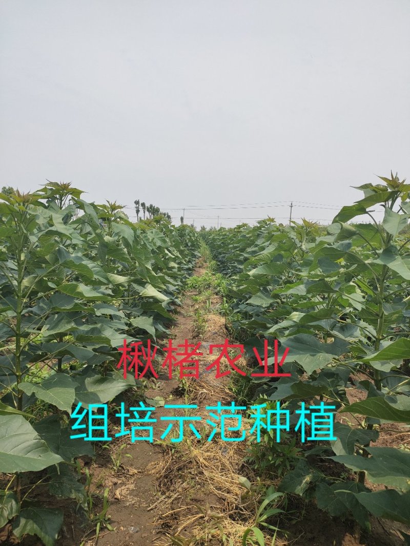 金丝楸树组培苗组培楸树苗营养钵小苗楸树小苗