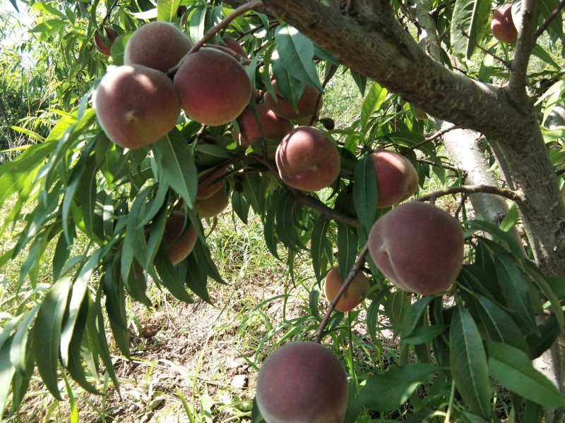 青州蜜桃大量上市