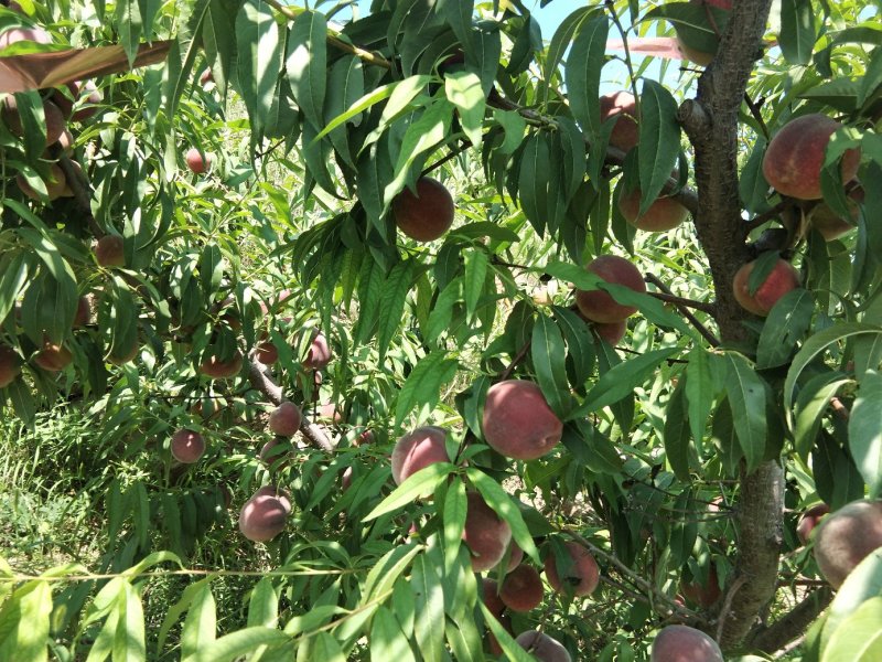 青州蜜桃大量上市