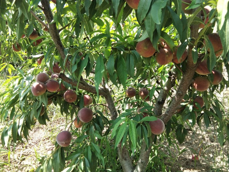 青州蜜桃大量上市