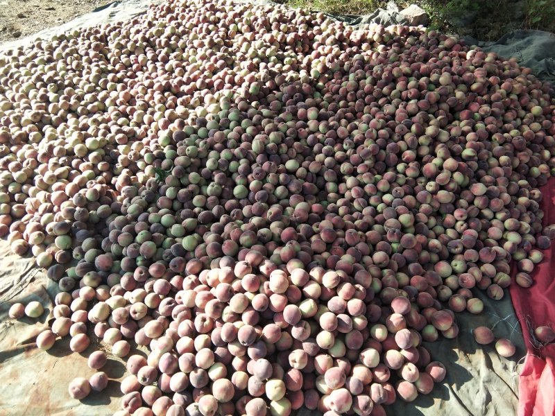 青州蜜桃大量上市