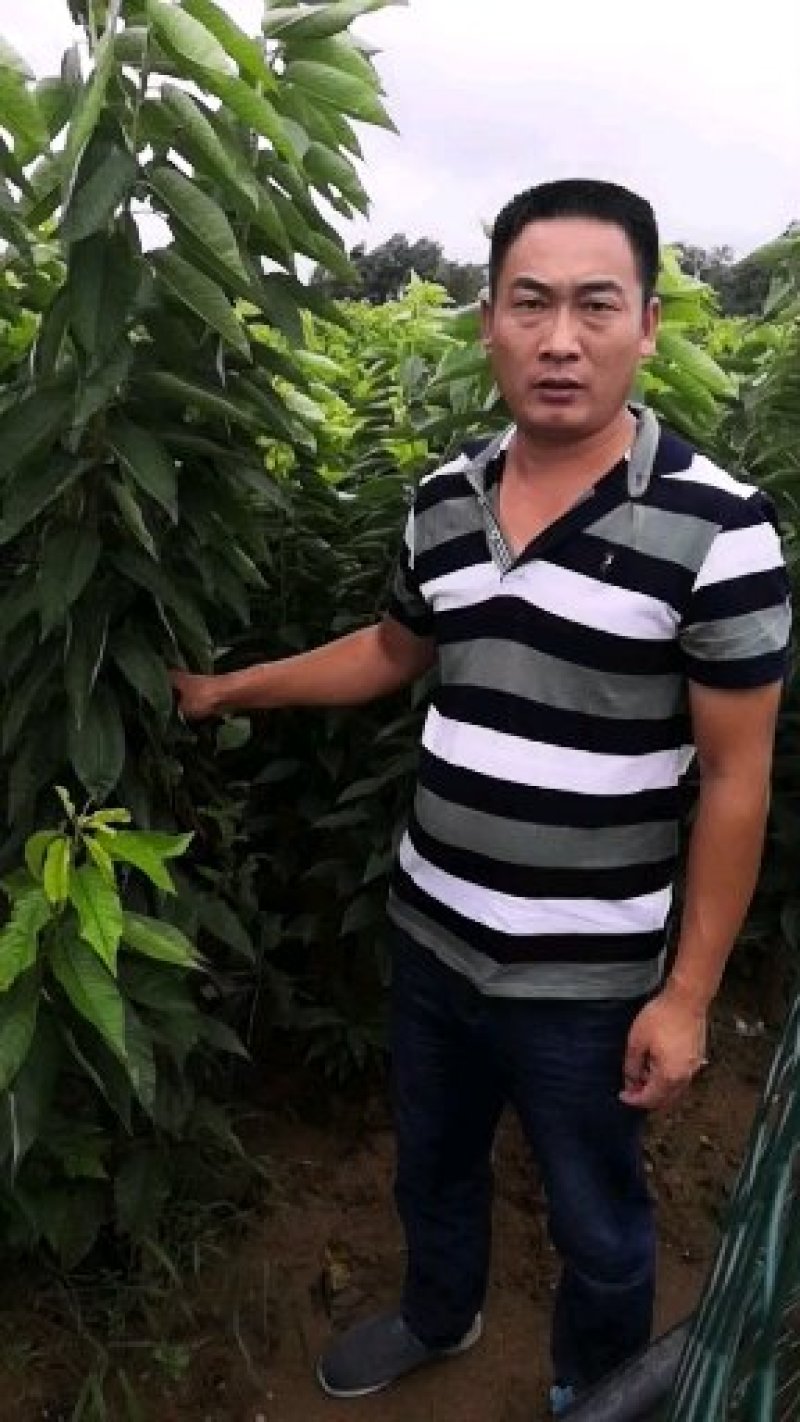 俄罗斯8号樱桃苗，品种纯正，基地直销提供种植技术