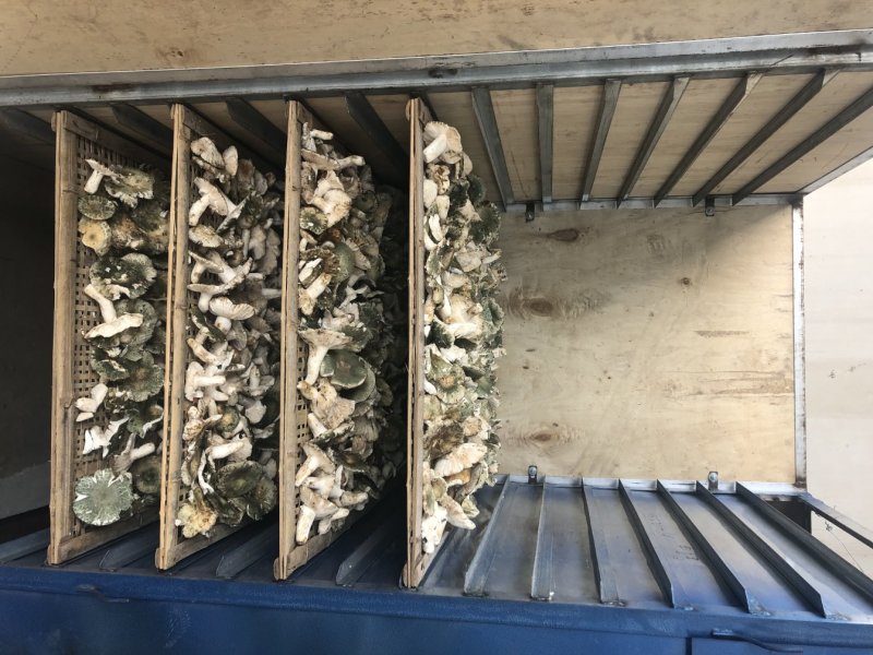 【量大从优】云南野生菌食用菌新货青头菌批发干货