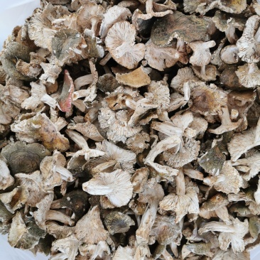 【量大从优】云南野生菌食用菌新货青头菌批发干货
