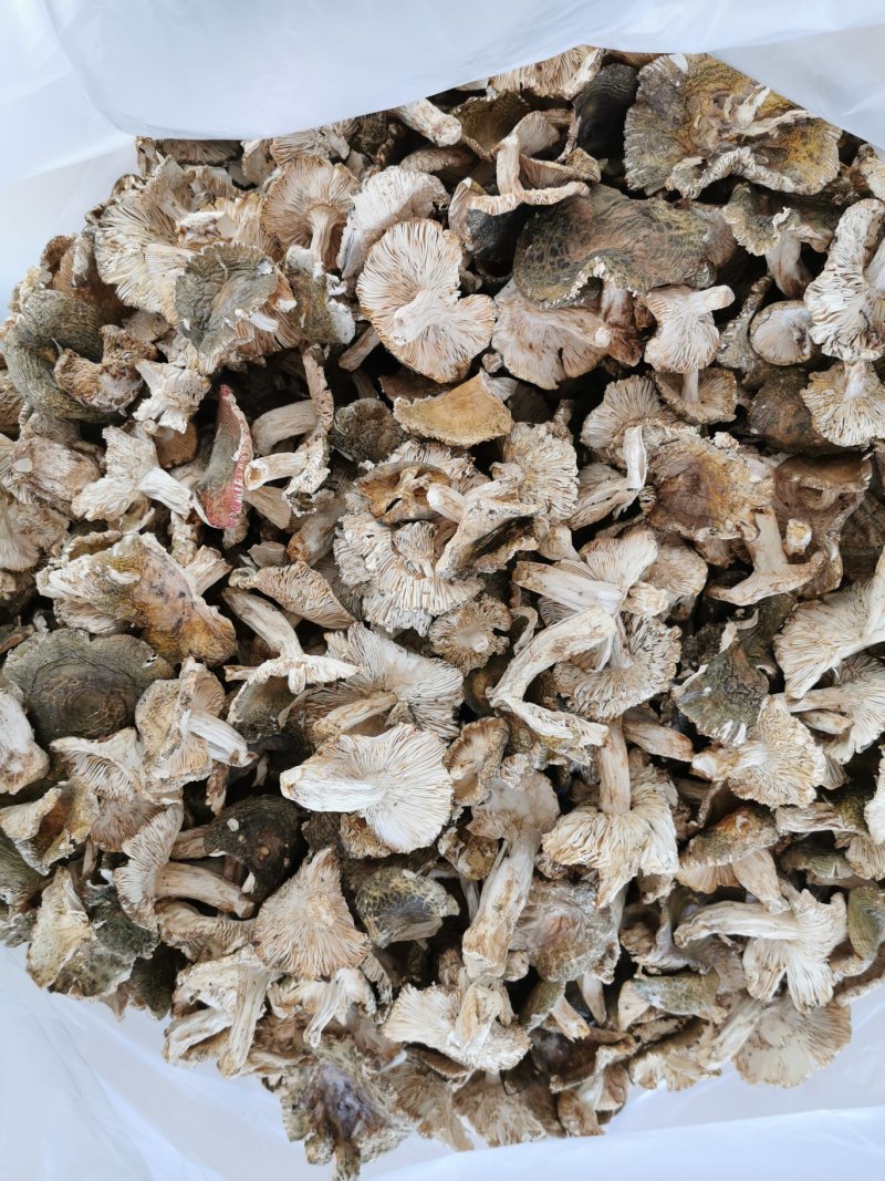 【量大从优】云南野生菌食用菌新货青头菌批发干货