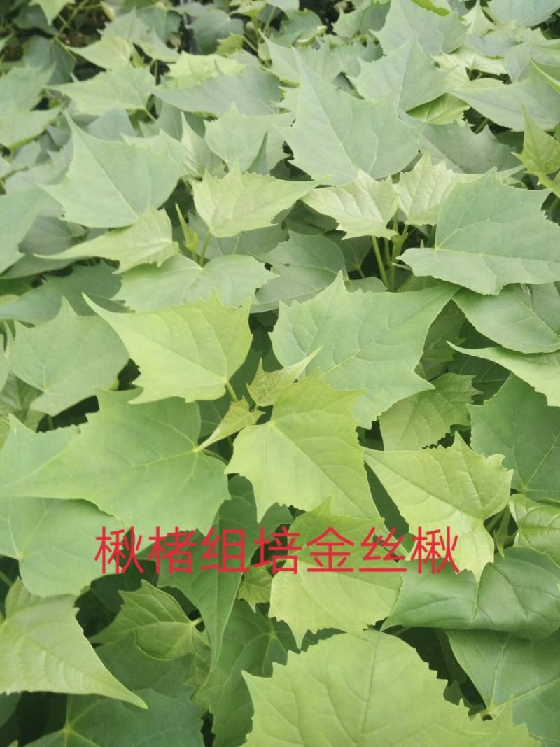 楸树苗精品组培金丝楸苗组培耐寒楸树营养钵小苗