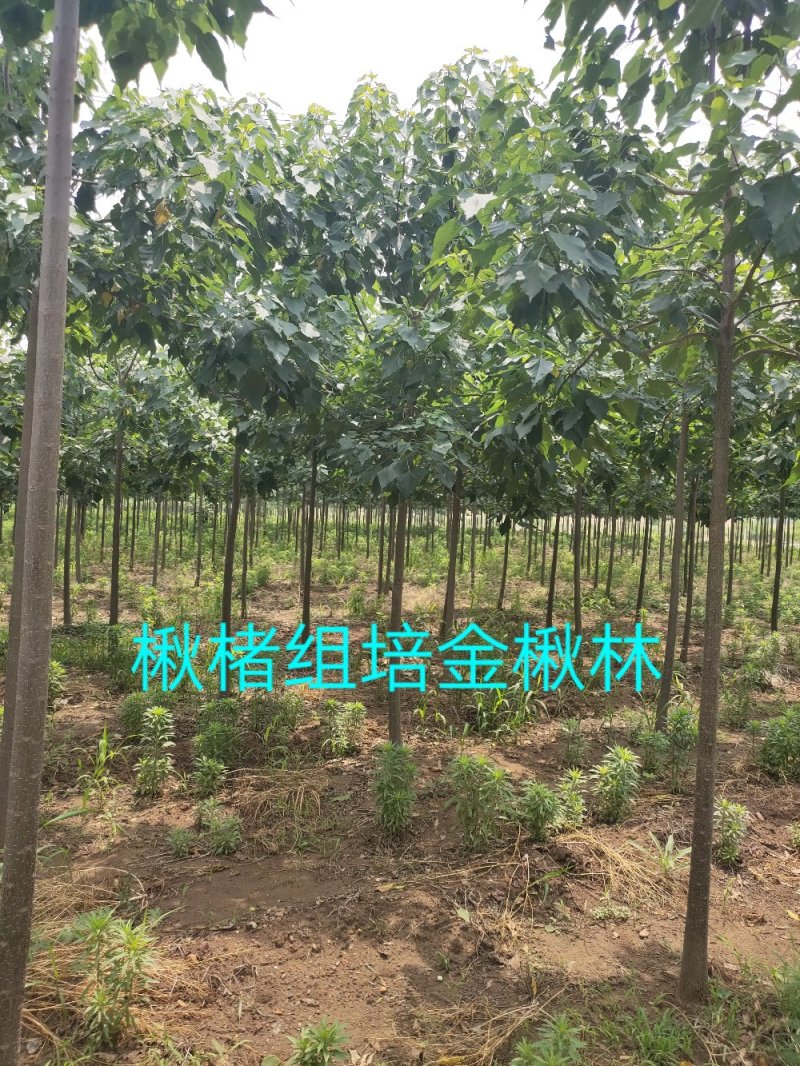楸树苗精品组培金丝楸苗组培耐寒楸树营养钵小苗