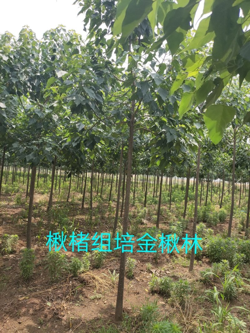 楸树苗精品组培金丝楸苗组培耐寒楸树营养钵小苗
