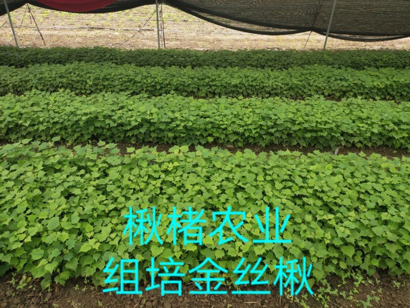 楸树苗精品组培金丝楸苗组培耐寒楸树营养钵小苗