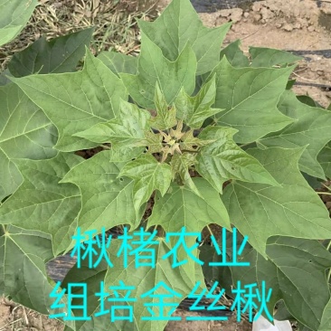 楸树苗精品组培金丝楸苗组培耐寒楸树营养钵小苗
