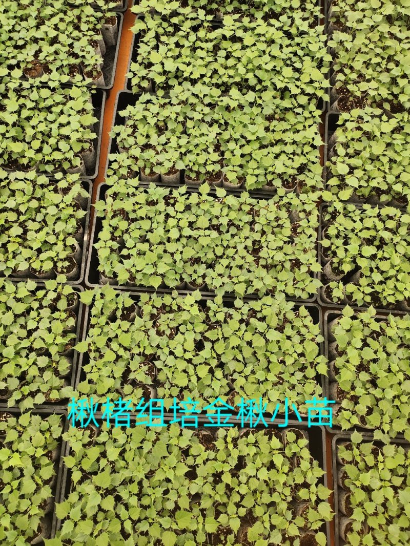 楸树苗精品组培金丝楸苗组培耐寒楸树营养钵小苗