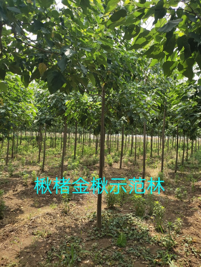 楸树苗精品组培金丝楸苗组培耐寒楸树营养钵小苗