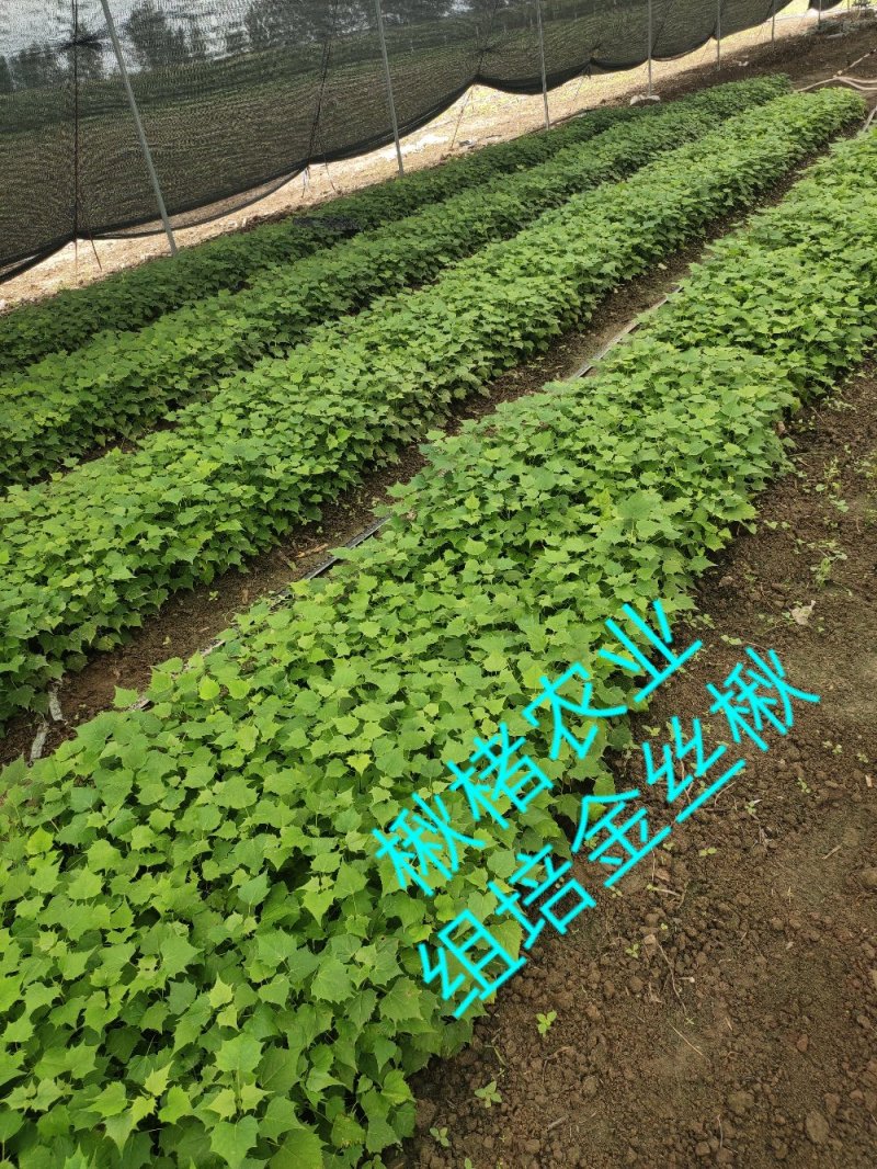 楸树苗精品组培金丝楸苗组培耐寒楸树营养钵小苗