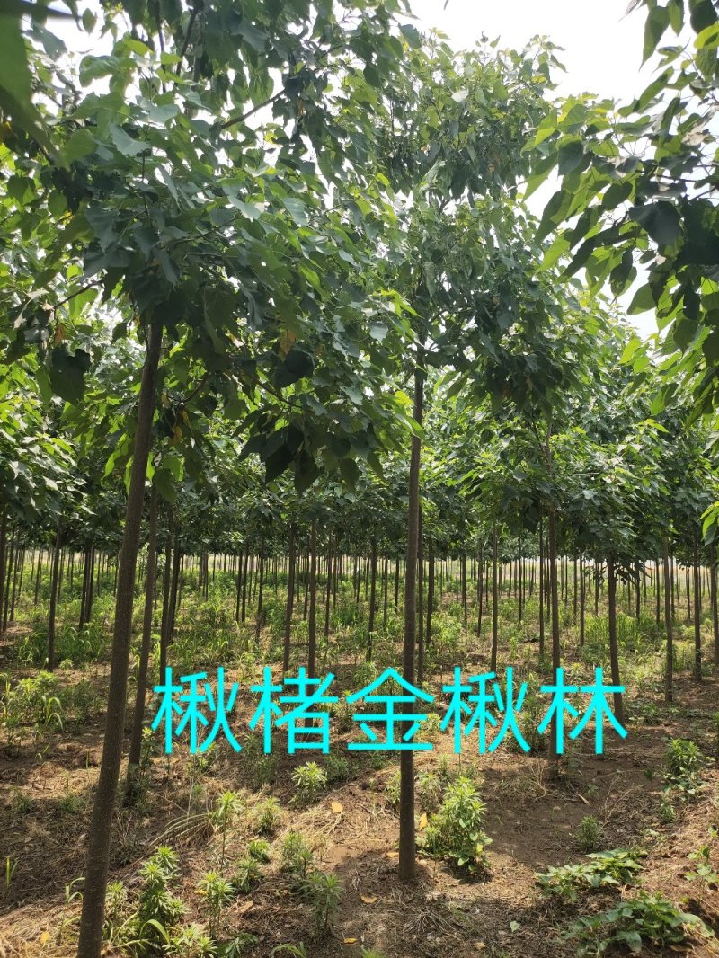 楸树苗精品组培金丝楸苗组培耐寒楸树营养钵小苗