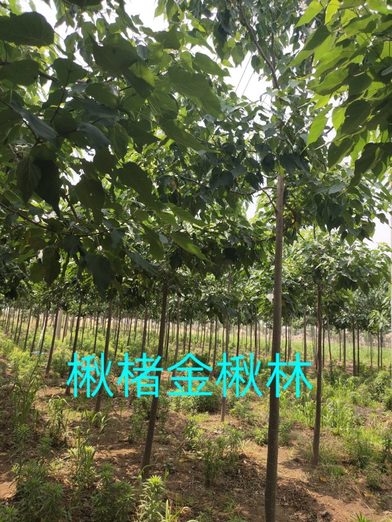 楸树苗精品组培金丝楸苗组培耐寒楸树营养钵小苗