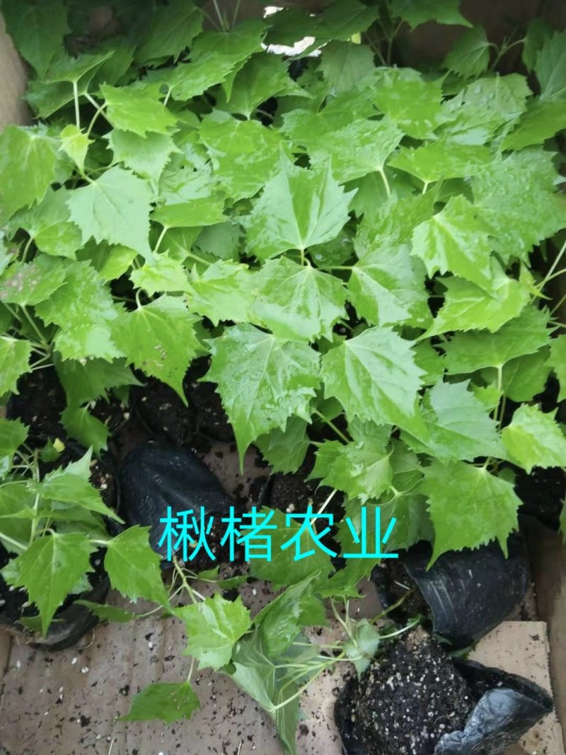 楸树组培金丝楸楸楮农业组培耐寒楸树金丝楸
