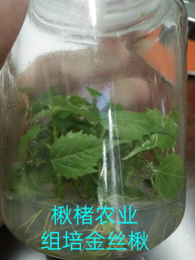 楸树组培金丝楸楸楮农业组培耐寒楸树金丝楸