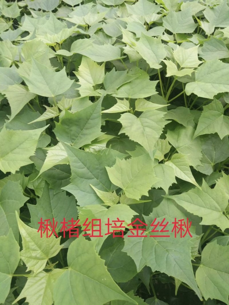 楸树组培金丝楸楸楮农业组培耐寒楸树金丝楸