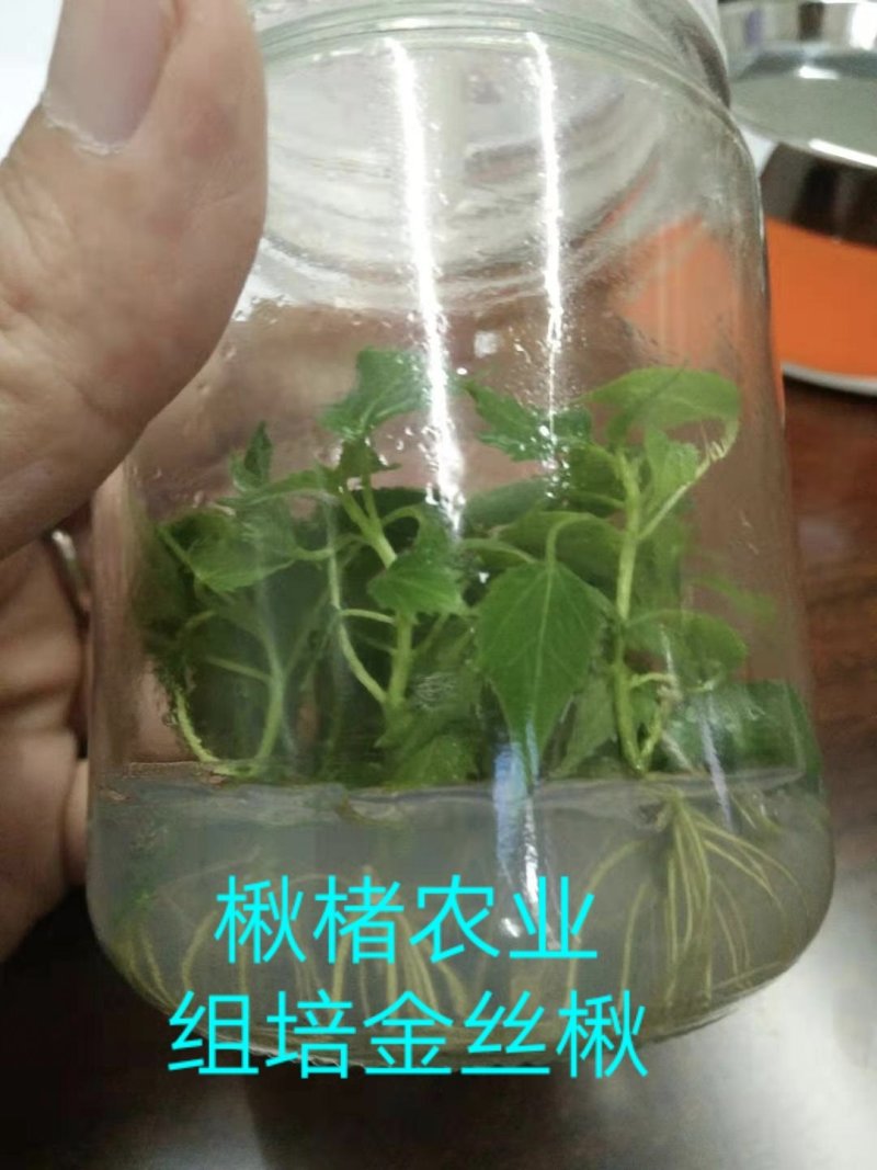 楸树组培金丝楸楸楮农业组培耐寒楸树金丝楸