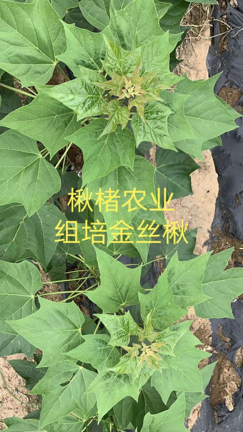 楸树组培金丝楸楸楮农业组培耐寒楸树金丝楸