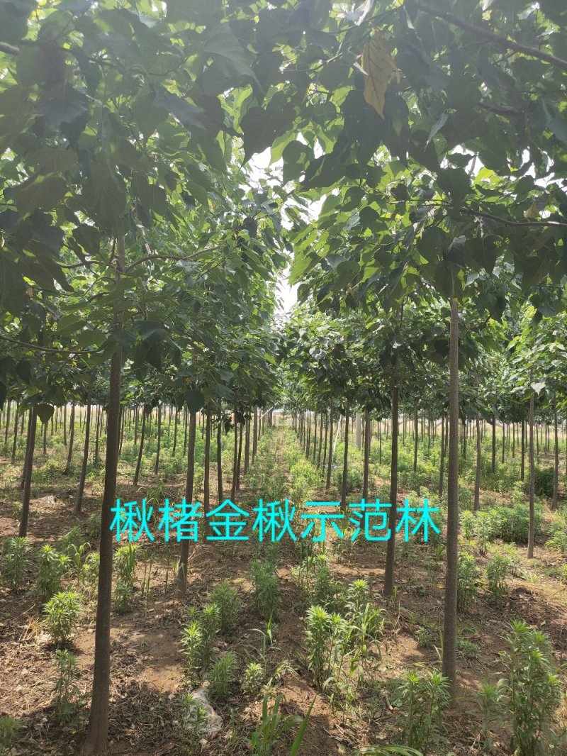 楸树组培金丝楸楸楮农业组培耐寒楸树金丝楸