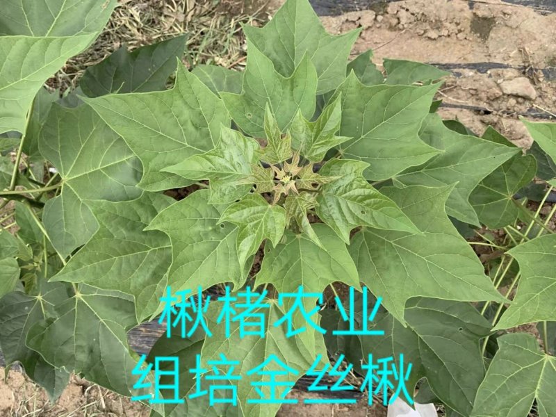 楸树组培金丝楸楸楮农业组培耐寒楸树金丝楸