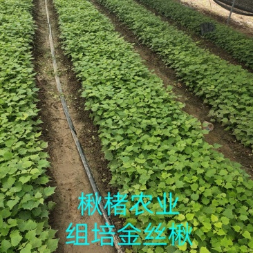 楸树组培金丝楸楸楮农业组培耐寒楸树金丝楸
