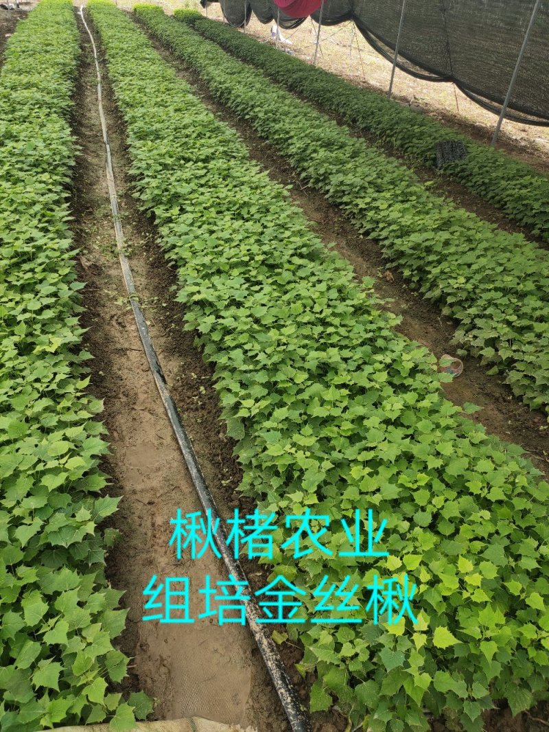 楸树组培金丝楸楸楮农业组培耐寒楸树金丝楸