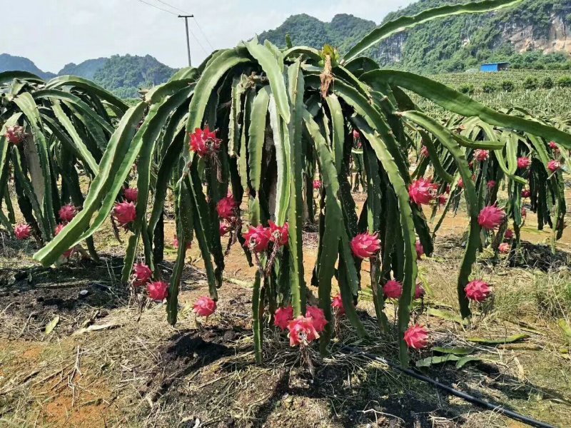 火龙果苗包邮红心白心燕窝带根苗靓欢迎选购