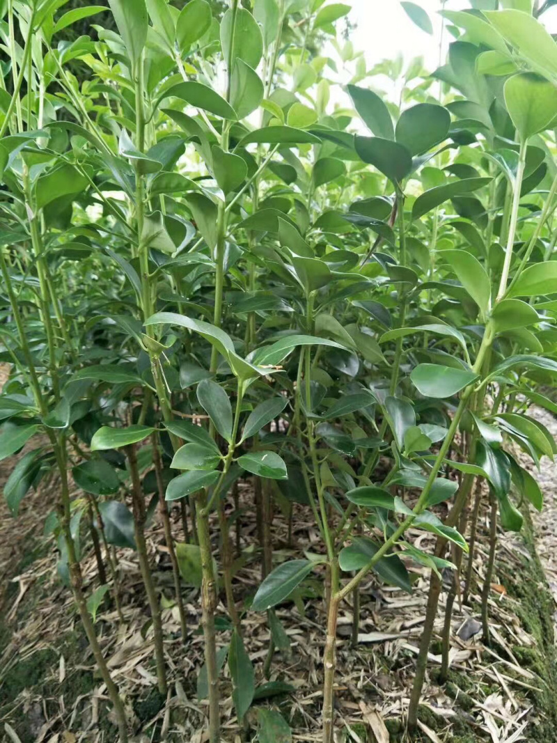 梧州藤县古龙矮化罗马优质品种大红八角嫁接苗