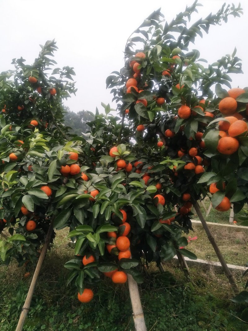 桂林沙糖橘靓货中大果