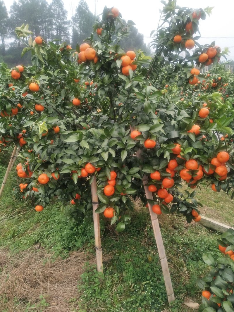 桂林沙糖橘靓货中大果